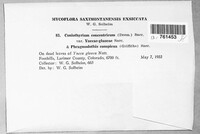 Coniothyrium bartholomaei image